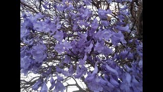 La Flor del Jacaranda  Gualanday  Tarco  en San Salvador de Jujuy [upl. by Tandy63]