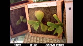 Pinguicula Gigantea Adjusting to New Conditions [upl. by Aicilet]