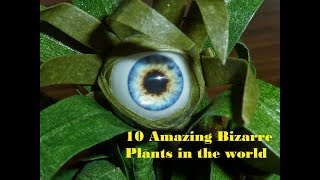 10 Amazing Bizarre Plants in the world  Worlds Most Strangest Plants [upl. by Case901]