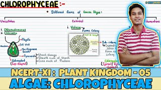 Plant Kingdom Lec 5 Algae Chlorophyceae Class 11 NEET Neetology [upl. by Constantino]