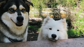 Fluffy Dogs Explore The Rocky Mountains [upl. by Atronna]