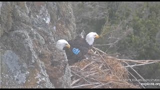 West End Bald Eagle Catalina USA  🦅Thunder amp 🦅 Akecheta 2024 09 27 [upl. by Ayote]