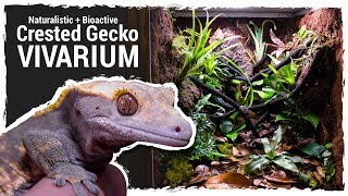 Naturalistic  Bioactive Crested Gecko Vivarium Housing Henry 20 [upl. by Ardnalac474]