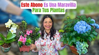 Aplica este Potente Abono en tus Plantas y Notaras La Diferencia abono [upl. by Werra531]