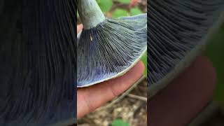 Smurf Mushroom the Indigo Milkcap Lactarius indigo Edible Culinary Blue Mushroom [upl. by Tanaka]