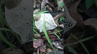 Rare Fungus  Phallus Indusiatus Mushroom 🍄  ye kya humare ghar 😱 [upl. by Shiri330]