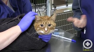 How to Administer Oral Medication to Cats [upl. by Yemrej480]