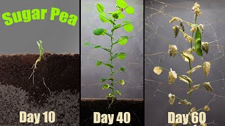 How to Grow Peas  Complete Growing Guide [upl. by Grane]