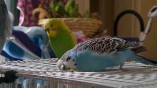 Billy the Budgie preening himself [upl. by Sheba649]