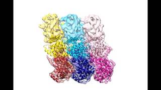 Ebola virus nucleoprotein [upl. by Folsom164]