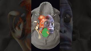 Uncovering Our Origins The Taung Childs Impact on Human Evolution [upl. by Gemperle2]