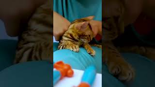 Kids story baby brother looking after cat [upl. by Aneetsyrk429]