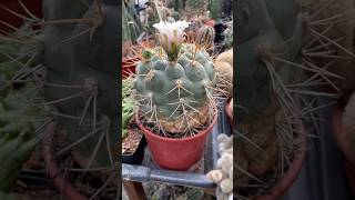 Big Gymnocalycium pflnzii flowering [upl. by Asiul]