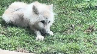 Arctic wolf 幻の白いオオカミ ホッキョクオオカミの親子展示 那須どうぶつ王国にて 2024年9月23日 [upl. by Pope]