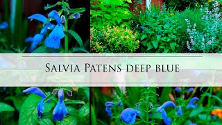 Salvia patens Patio Deep Blue Amazing blue flowers perennial Patio Series Gentian sage [upl. by Savihc]