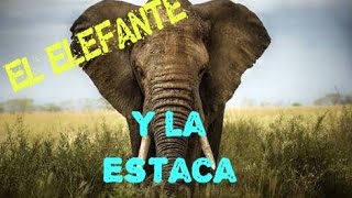 CUENTOS PARA SANAR EL ELEFANTE Y LA ESTACA [upl. by Lisa305]