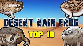 Top 10 Facts Desert Rain Frog Ferocious [upl. by Voss737]