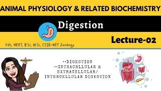 L2 Digestion  Intracellular amp ExtracellularIntercellular DigestionAnimal physiology MSc BSc [upl. by Kerwon947]