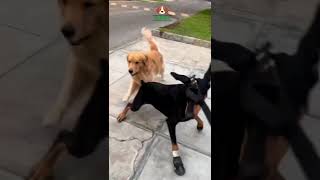 😯🦮¡IMPACTANTE Golden Retriever desata el caos al enfrentarse a unos Doberman ¿Mal comportamiento [upl. by Ayenet]