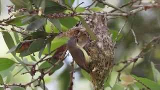 Little Bronze Cuckoo with Goldenbellied Gerygone hosts [upl. by Fronia]