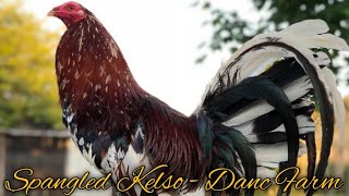 Beautiful Spangled Kelso DANC Farm [upl. by Roy]