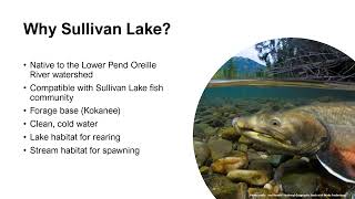 Sullivan Lake bull trout introduction presentation March 2024 [upl. by Raddie]