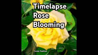 trending gardeningtips garden shorts viralvideo rose [upl. by Bremer319]