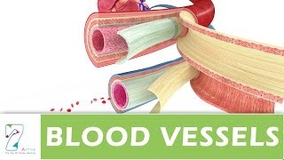 BLOOD VESSELS [upl. by Anawyt]