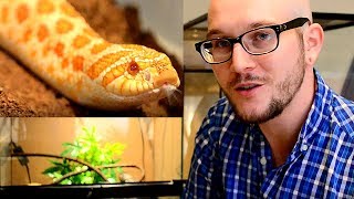 Hognose Snake Setup  Simple Enclosure Guide [upl. by Yewed]