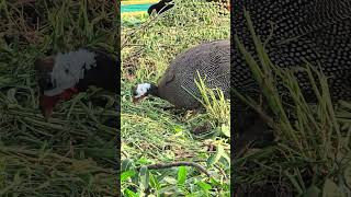 Guinea Fowl free Range feeding [upl. by Nnylarej]