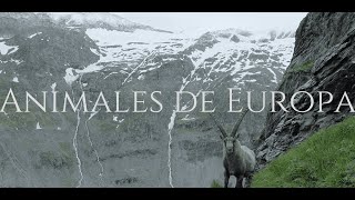 ANIMALS OF EUROPE  ANIMALES en EUROPA [upl. by Cinimmod]