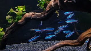 GREEN NEON TETRA CARE  Brilliant Blue Nano Fish for Aquascaping [upl. by Ahsikal]