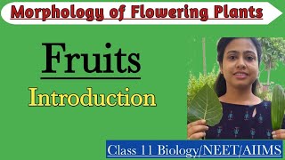 The Fruits  IntroductionTypes of FruitMorphology of Flowering PlantsClass 11 BiologyNEETAIIMS [upl. by Griffith]