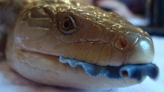 San Diego Zoo Kids  Blue Tongued Skink [upl. by Ylen216]