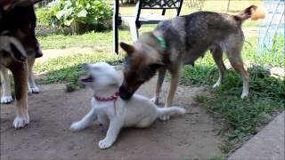 Shikoku Ken 四国犬 plays with Kishu Ken 紀州犬 puppies [upl. by Rehsu885]