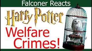 Falconer Reacts to Harry Potter  Birds of Prey in Films [upl. by Aleehs62]