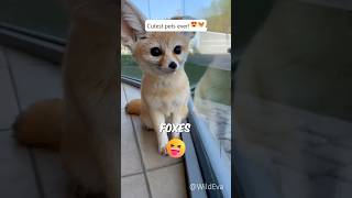 Are Fennec Foxes the Cutest Ever 😳 funny cute animals [upl. by Aeneg825]