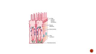 Intercellular junctionsGeneral physiology [upl. by Anilad]