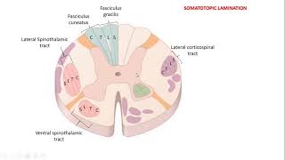 Somatotopic arrangement of spinal cord tracts [upl. by Ainek]