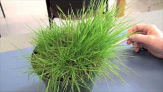 Cool Season Turfgrasses  Part 2 [upl. by Ainslie]