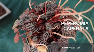 Peperomia Caperata  Easy tips on plant care and soil propagation using the stem [upl. by Niroc]