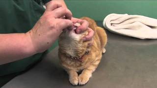 How to pill a cat [upl. by Elmer]