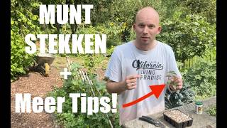 Zelf Munt Stekken Gebruik deze 8 Simpele Stappen  Meer handige tips amp gebruik  De Moesketier [upl. by Gokey143]