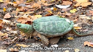 Snapping Turtle Chelydra serpentina [upl. by Durtschi752]