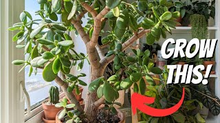 JADE plant WATERING overwatering VS underwatering OVERWATERED jade plant  MOODY BLOOMS [upl. by Strenta]