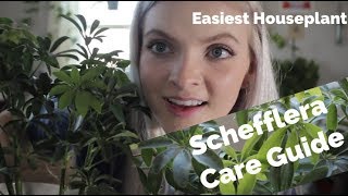 Schefflera Care Guide Easiest houseplant the underrated dwarf umbrella tree [upl. by Notloc]