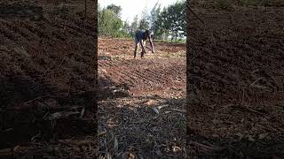 A GENIUS WAY OF MAKING FURROWS seedbed farming [upl. by Aborn814]