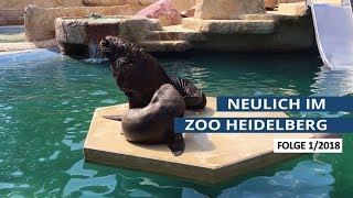 Neulich im Zoo Heidelberg 12018 [upl. by Heydon]