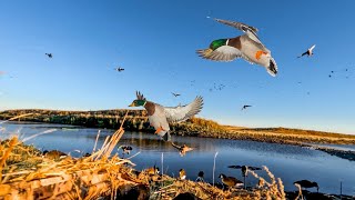 TINY FARM POND DUCK HUNT Limit Clean and Cook [upl. by Hezekiah821]