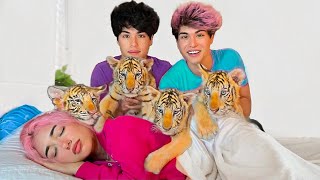 SURPRISING BESTFRIEND WITH BABY TIGERS [upl. by Sirtemed]